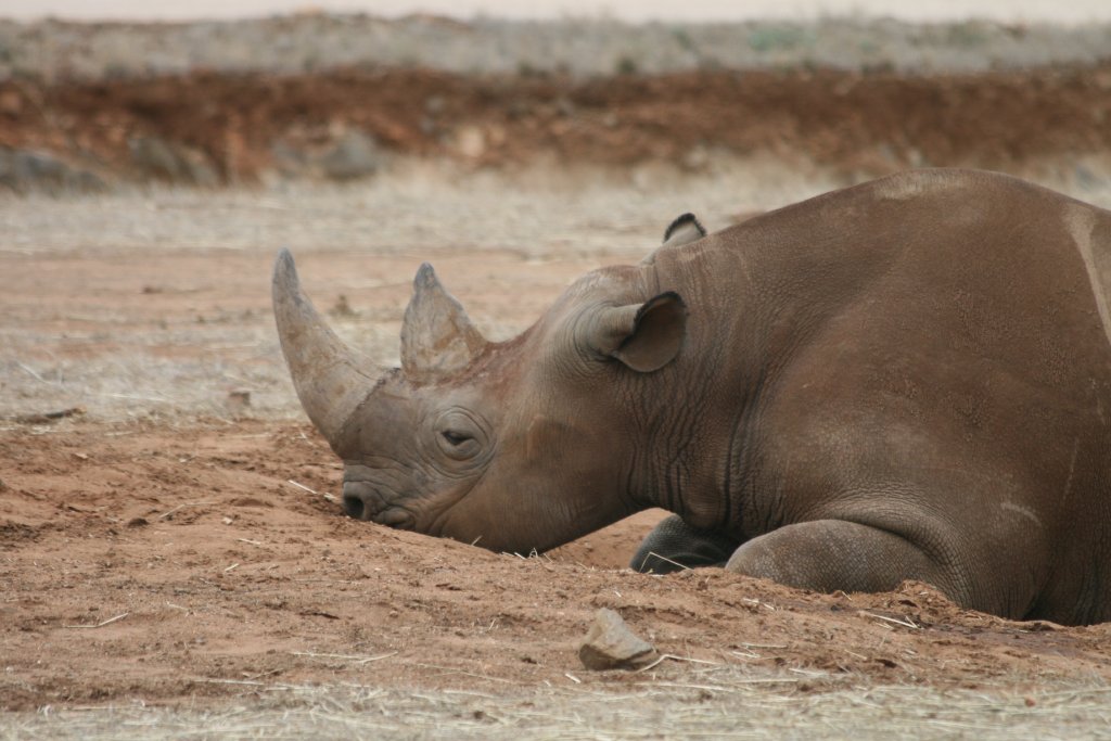 Black Rhino