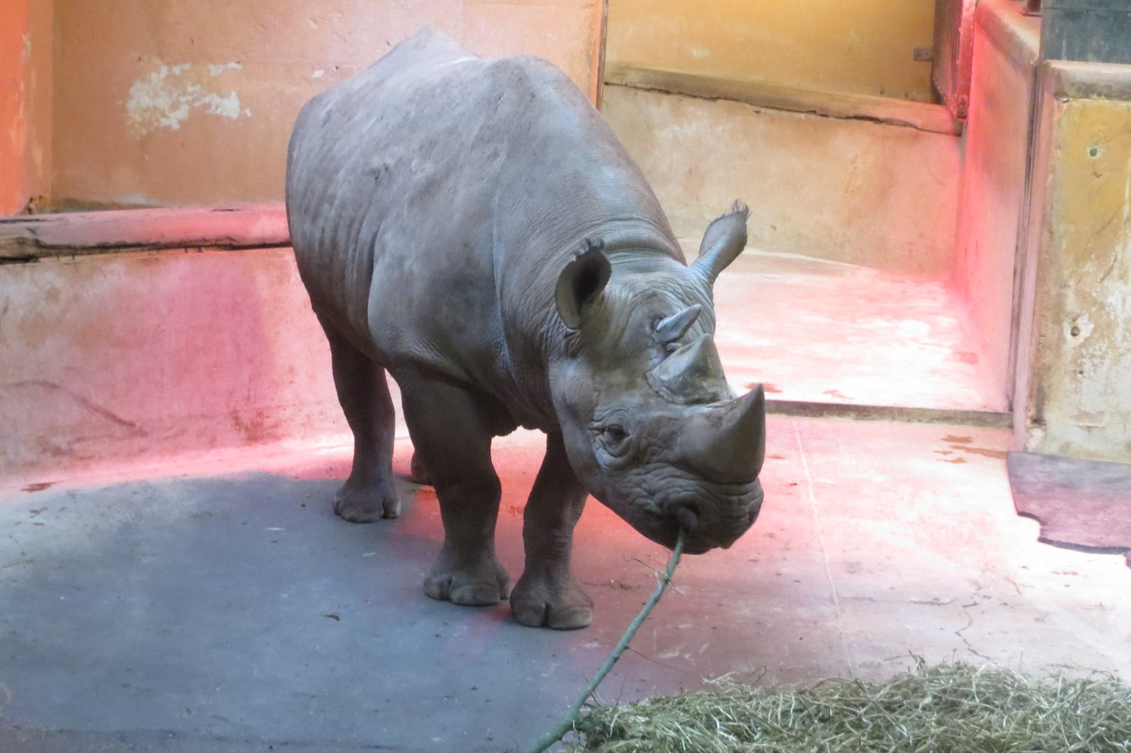 Black rhinoceros 050119