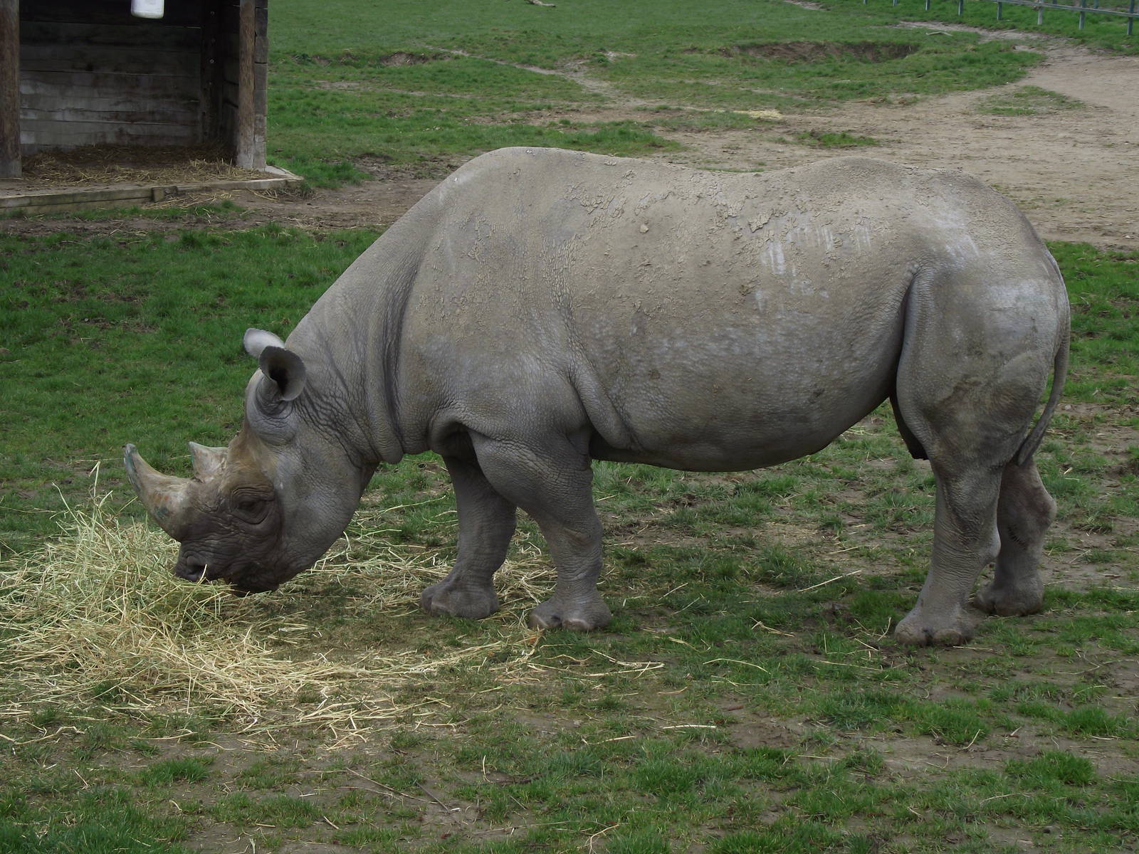 black rhinoceros 060311