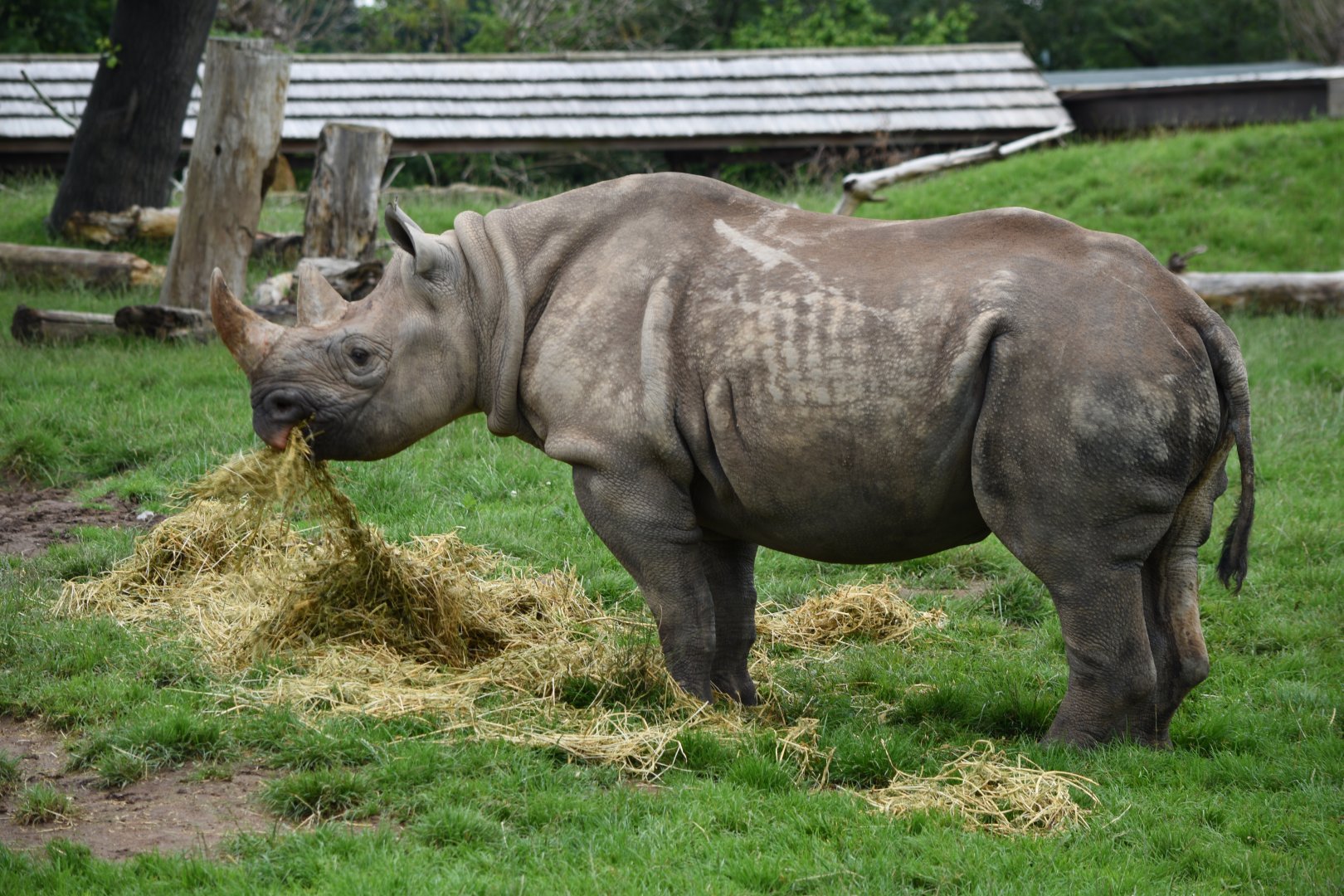 Black rhinoceros - 08/07/20