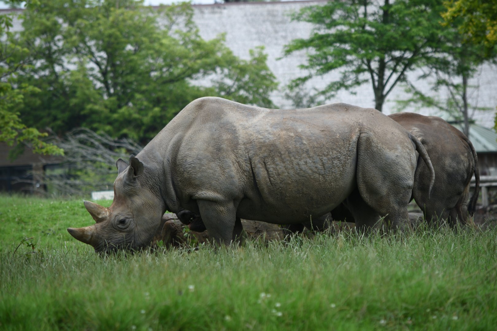 Black rhinoceros - 08/07/20