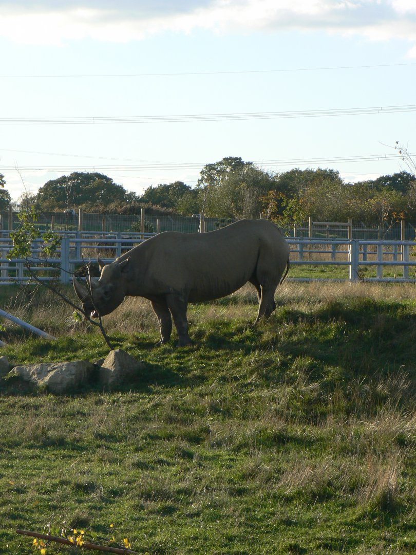 Black Rhinoceros - 1 November 2018