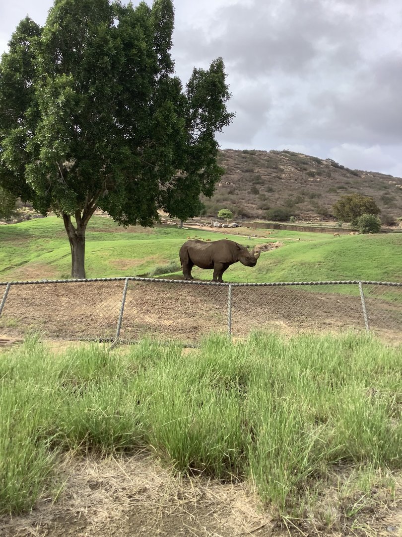 Black Rhinoceros 10/9/21