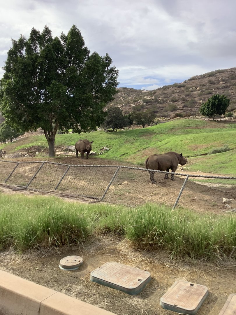 Black Rhinoceros 10/9/21