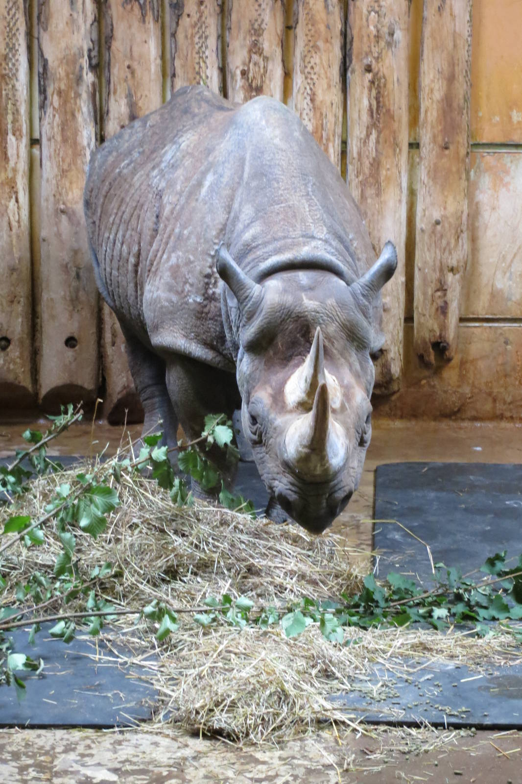 black rhinoceros 140813