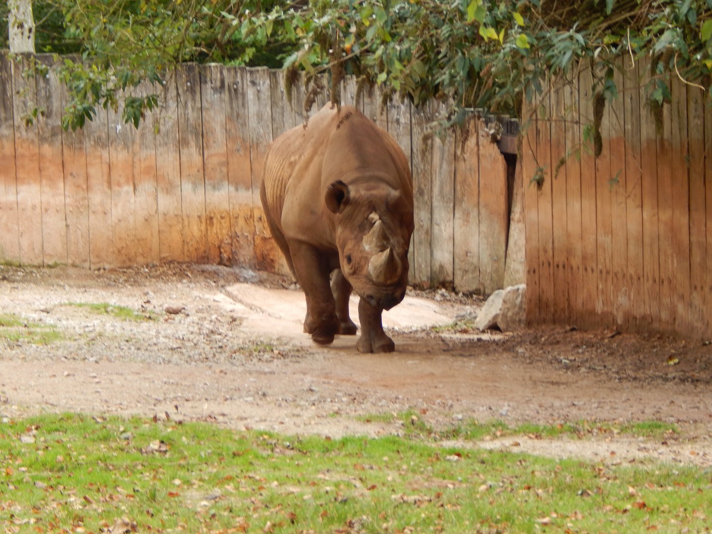 Black rhinoceros 181020