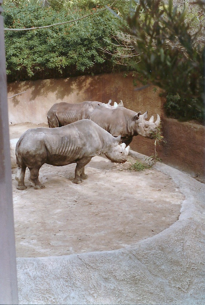 Black Rhinoceros - 1982