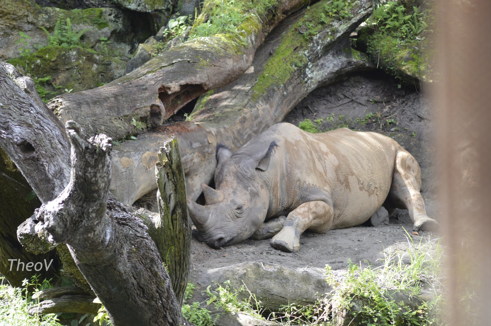 Black rhinoceros [2017]