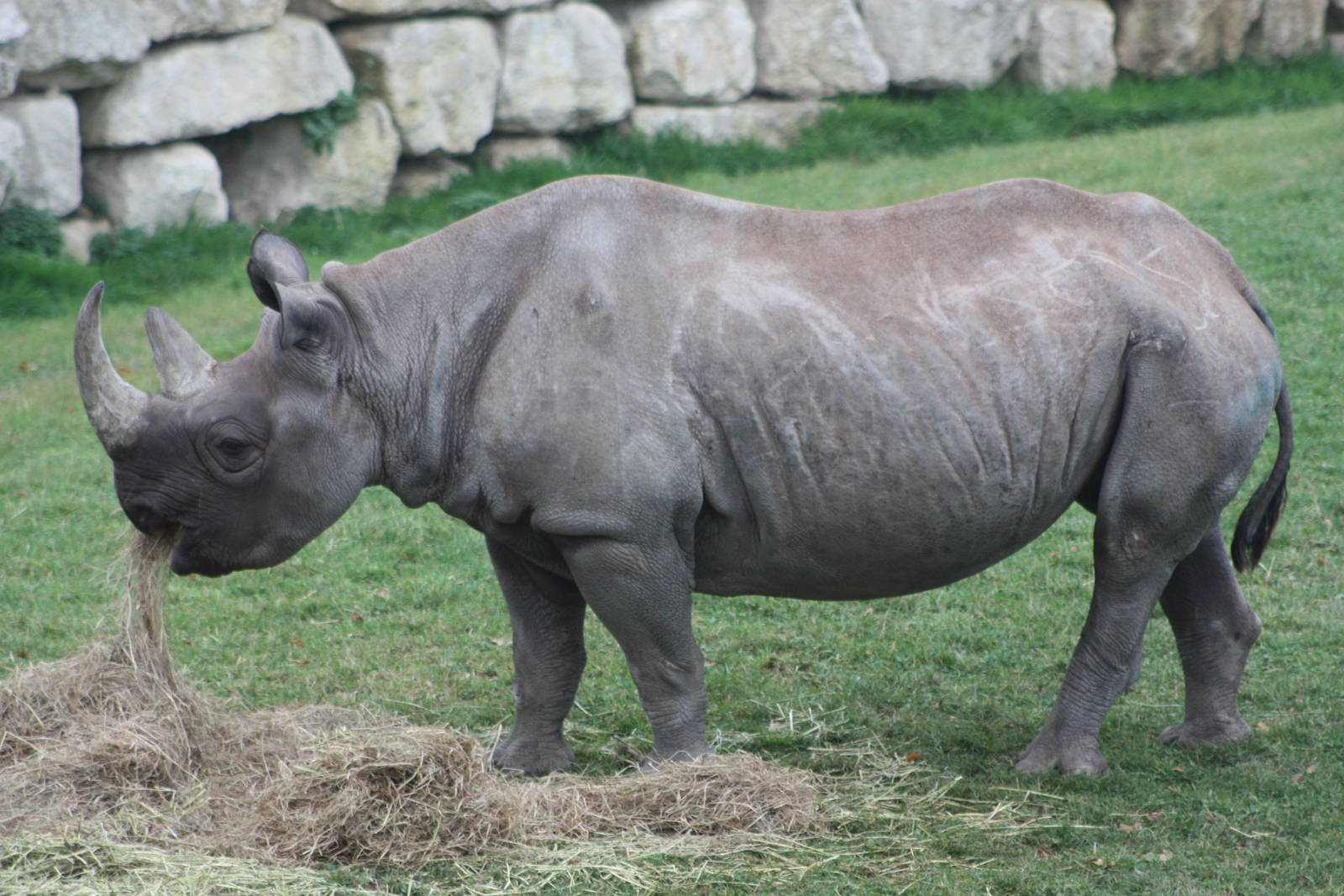 Black Rhinoceros, 27th October 2015