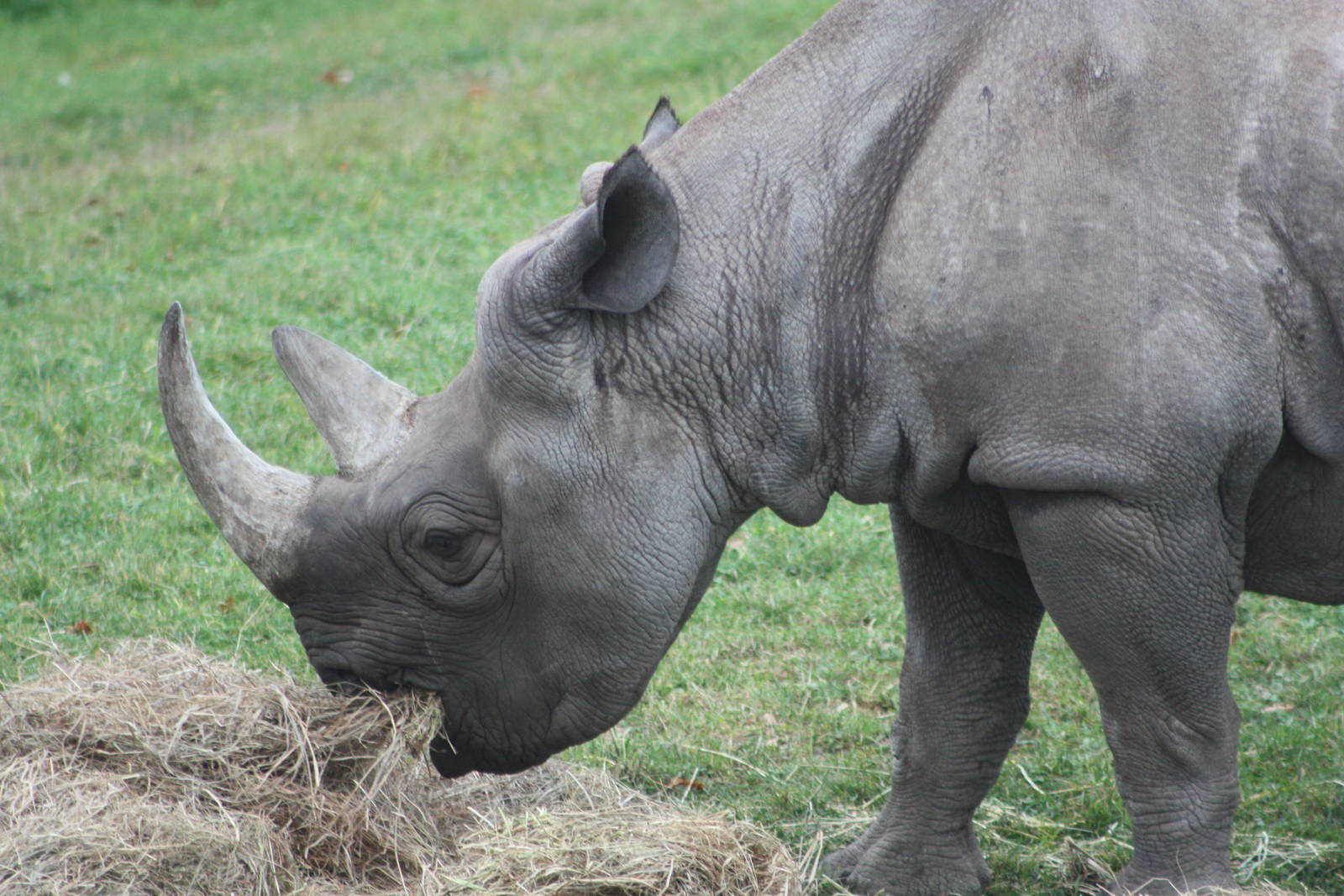 Black Rhinoceros, 27th October 2015