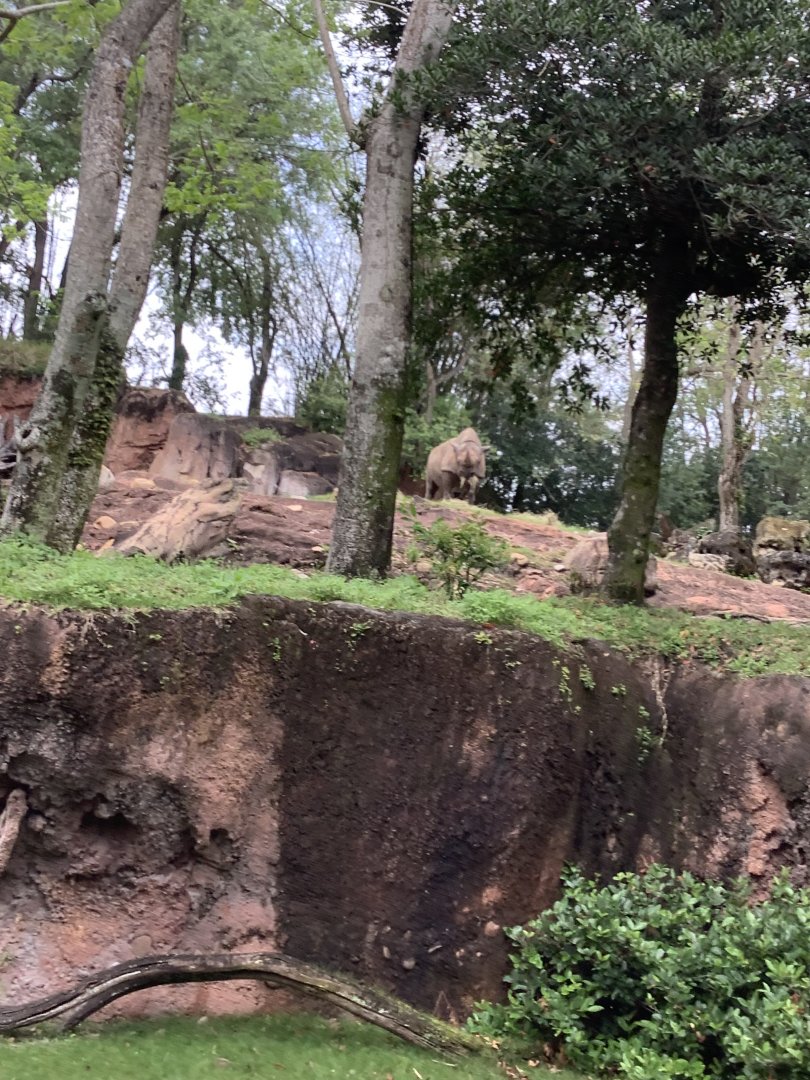 Black Rhinoceros 3/18/24