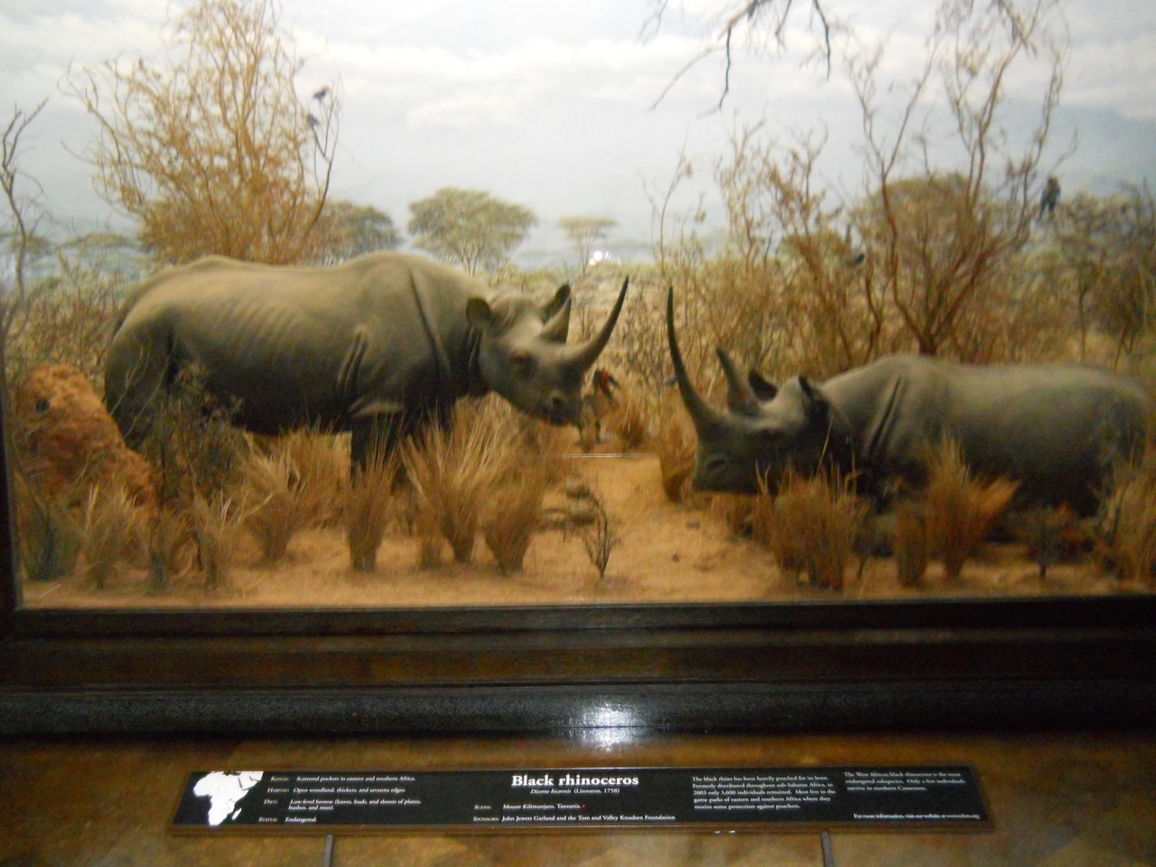 Black Rhinoceros, African Mammal Hall