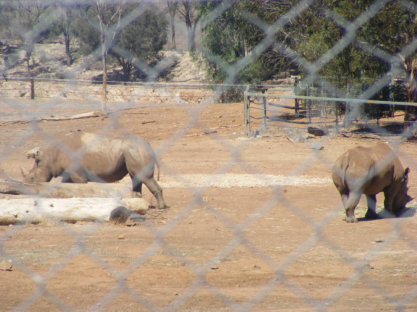 Black Rhinoceros - April, 2010