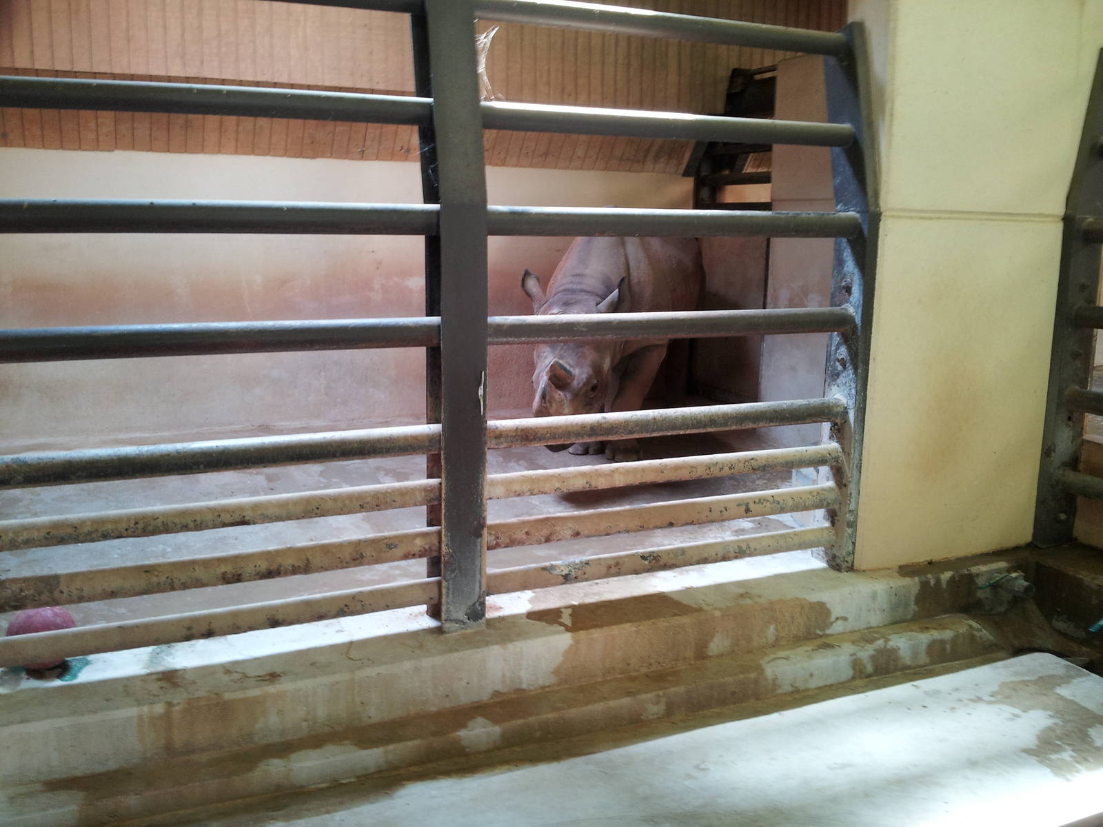 Black Rhinoceros Barn