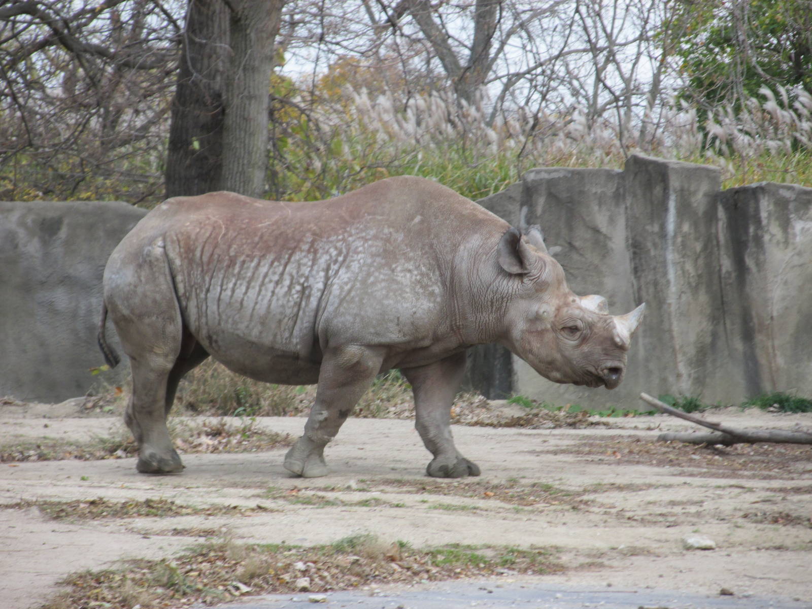 Black Rhinoceros Brookfield Zoo November 2014