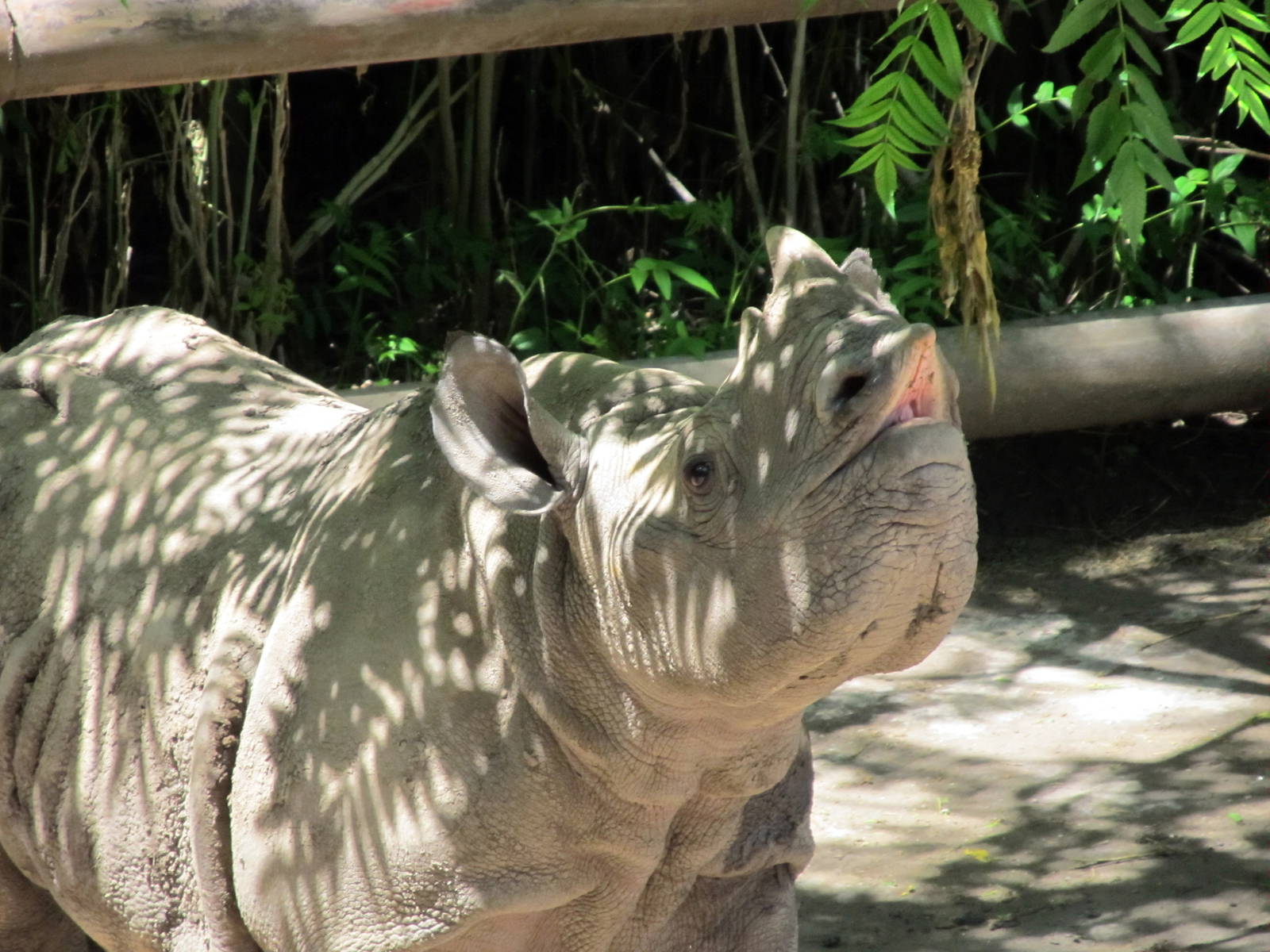 Black Rhinoceros Calf