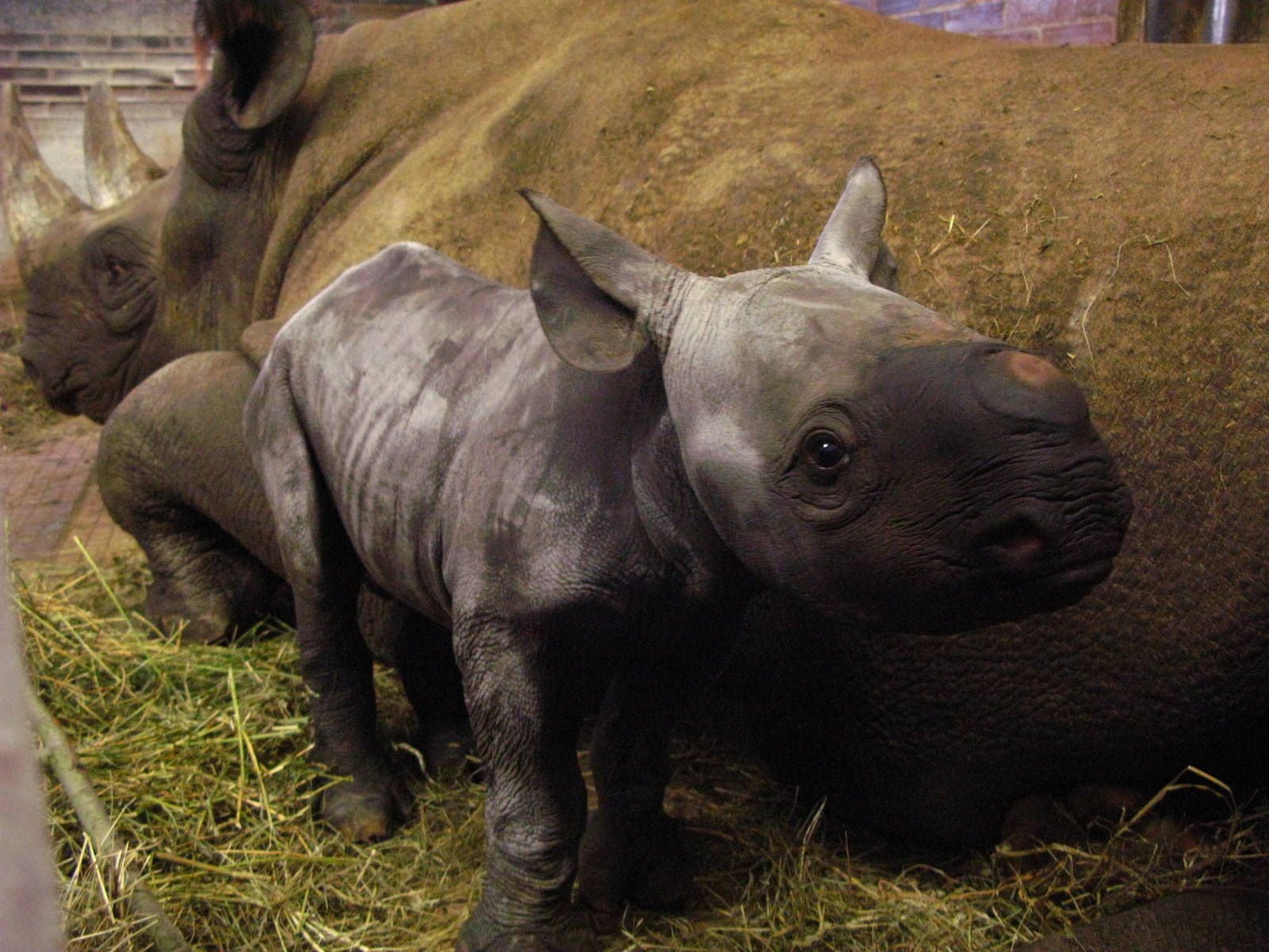 Black Rhinoceros calf