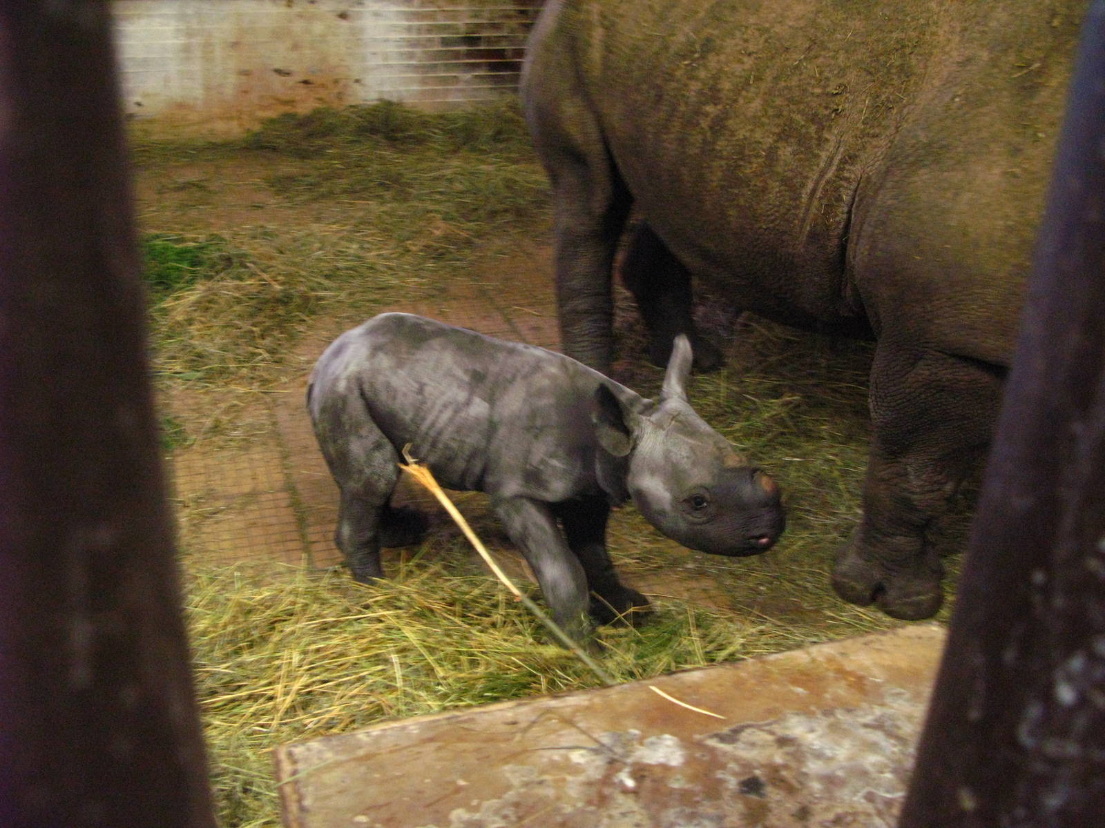 Black Rhinoceros calf