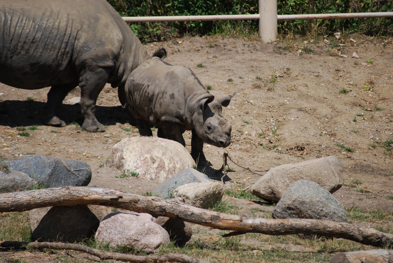 Black Rhinoceros Calf
