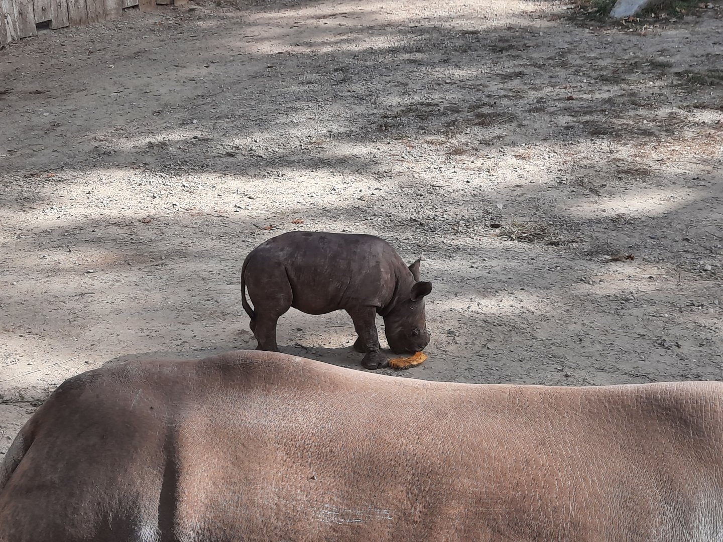 Black Rhinoceros Calf
