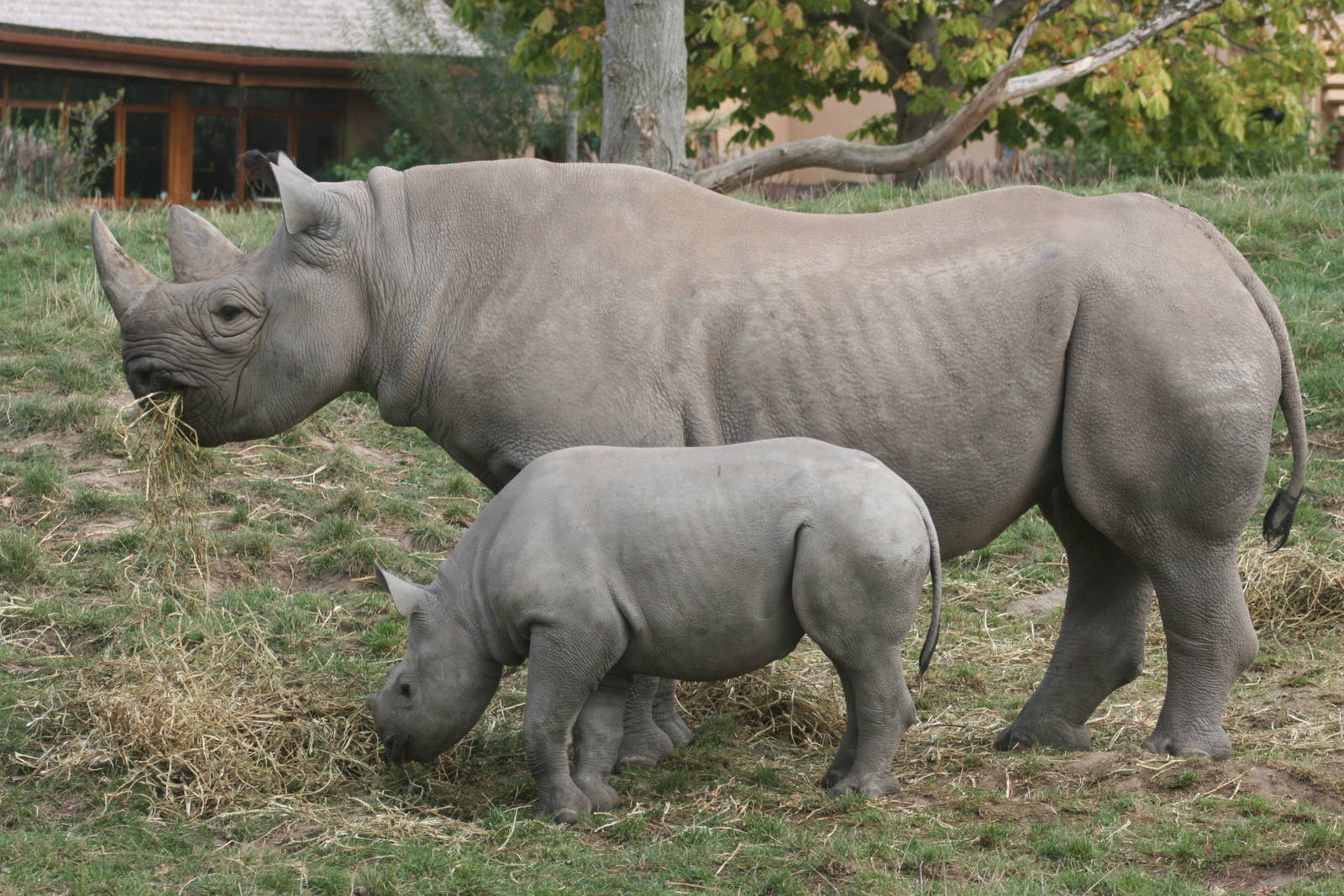 Black rhinoceros; Chester Zoo; 2nd October 2009