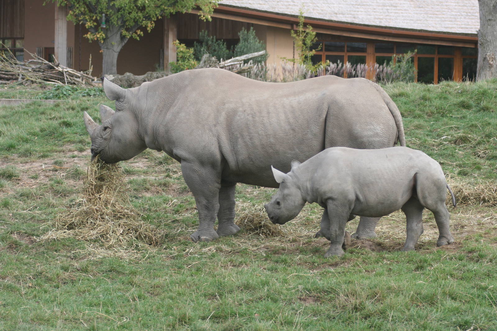 Black rhinoceros; Chester Zoo; 2nd October 2009