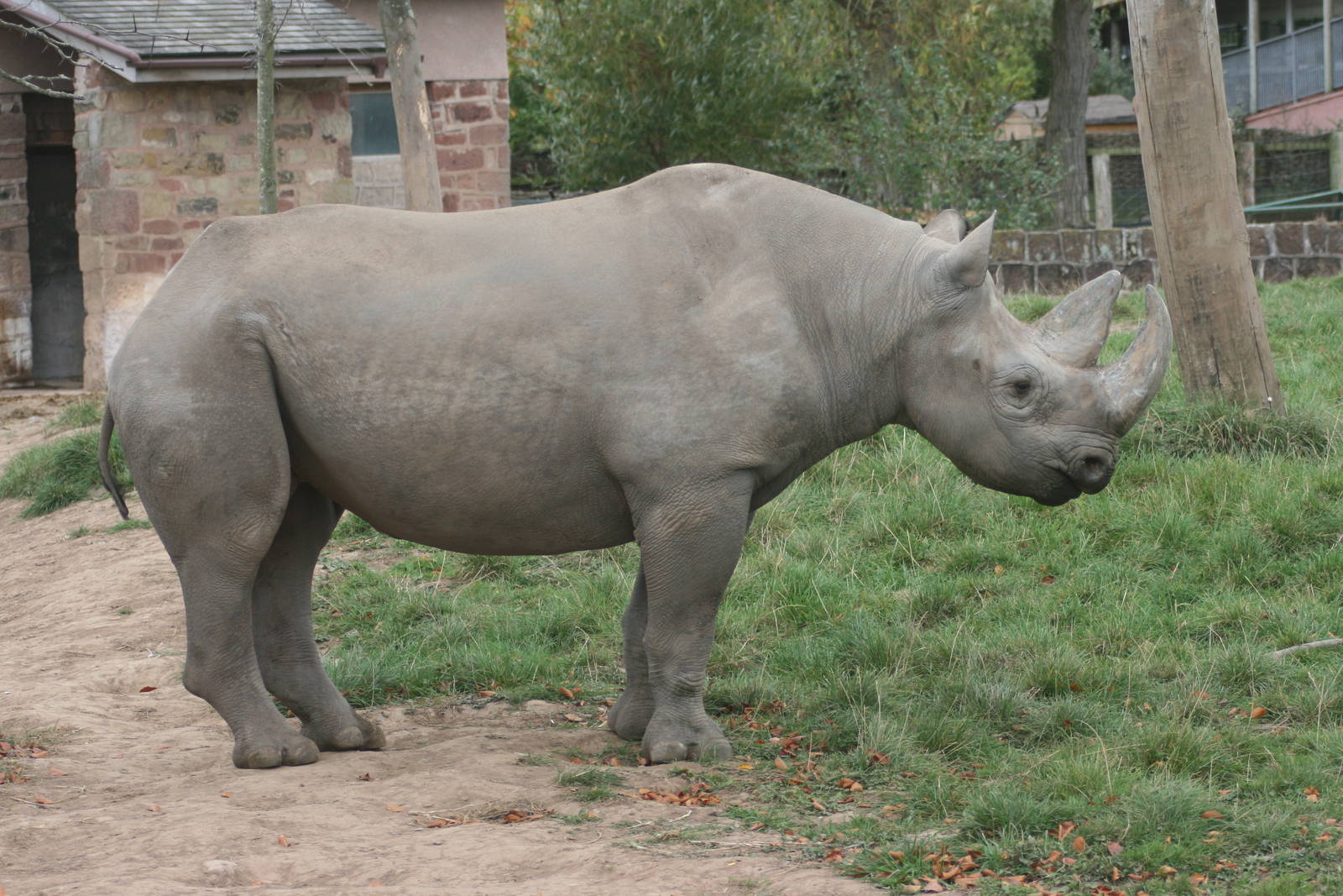 Black rhinoceros; Chester Zoo; 2nd October 2009