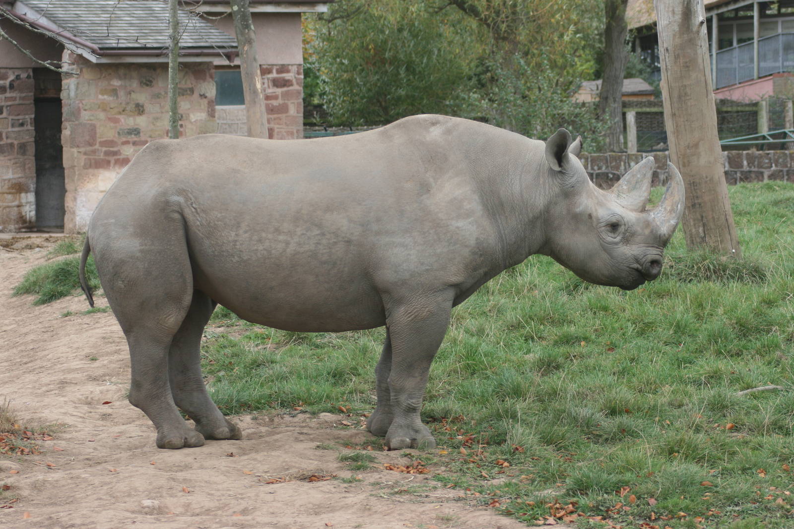 Black rhinoceros; Chester Zoo; 2nd October 2009