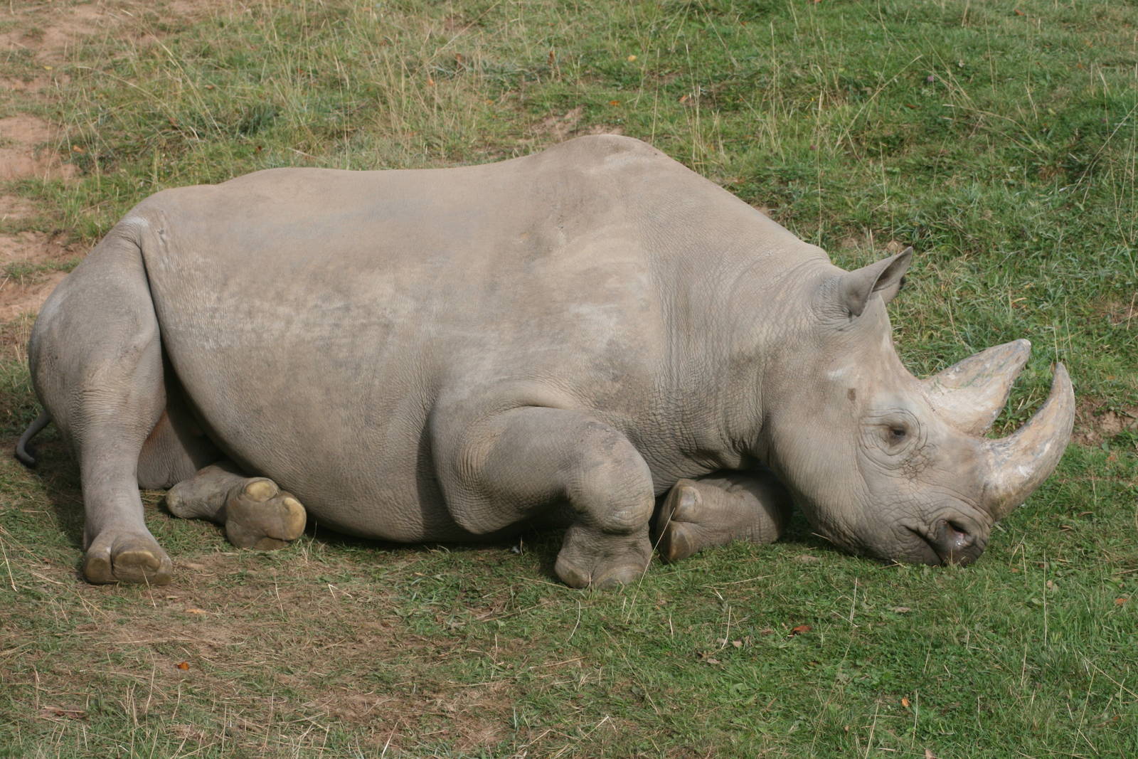 Black rhinoceros; Chester Zoo; 2nd October 2009