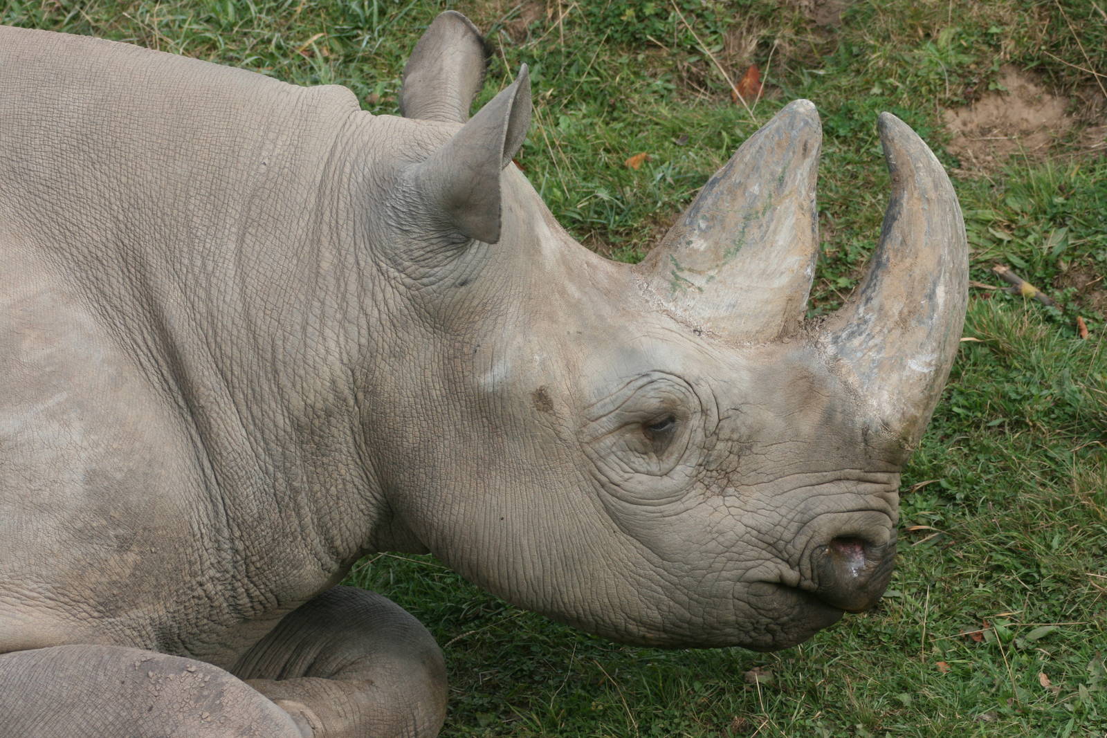 Black rhinoceros; Chester Zoo; 2nd October 2009
