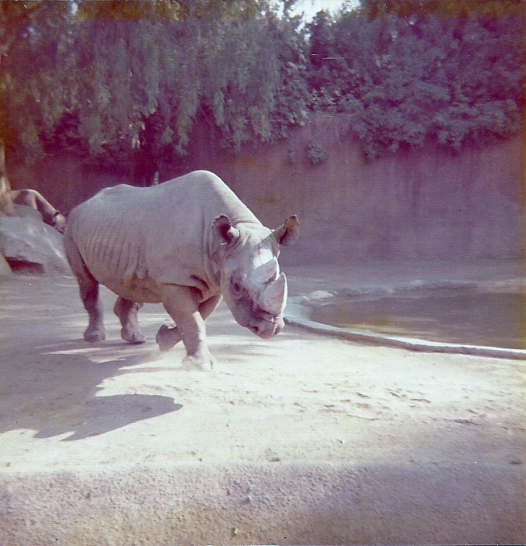 Black Rhinoceros - Circa 1975