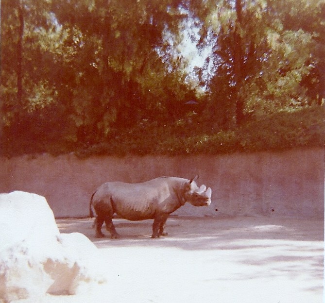 Black Rhinoceros - Circa 1977/78