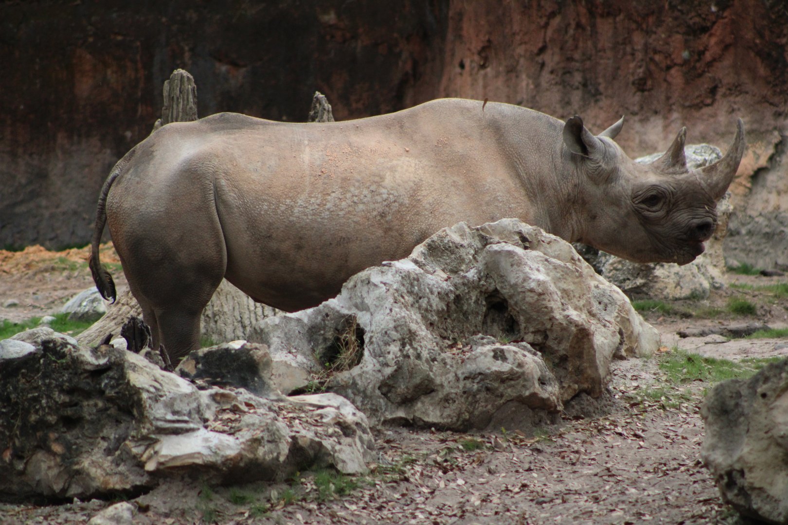 Black Rhinoceros (D. b. minor / michaeli?)