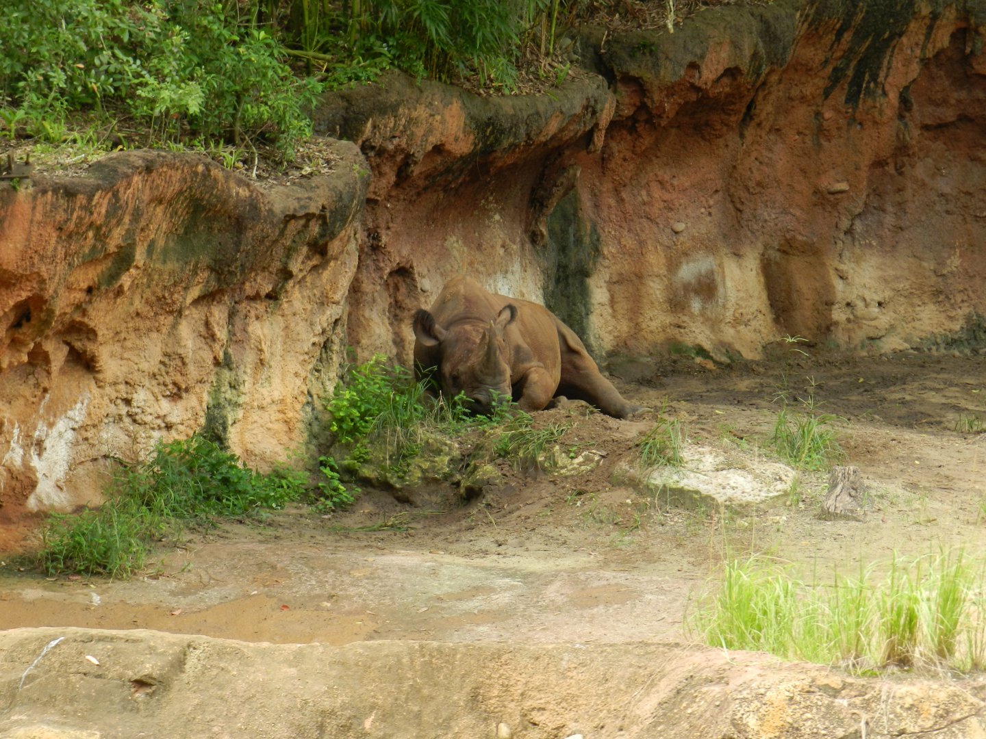 Black Rhinoceros (Diceros bicornis) at Disney's Animal Kingdom Park