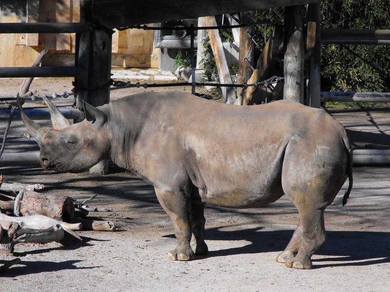 Black Rhinoceros (Diceros bicornis)