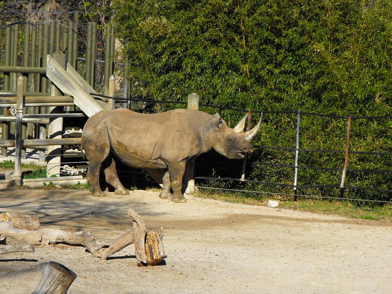 Black Rhinoceros (Diceros bicornis)