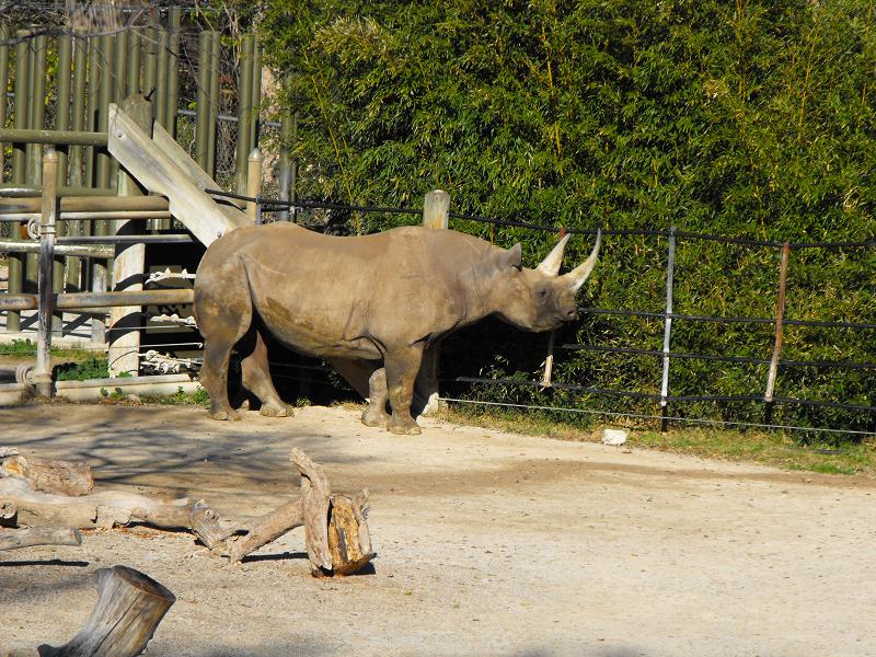 Black Rhinoceros (Diceros bicornis)