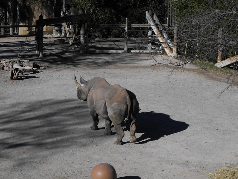 Black Rhinoceros (Diceros bicornis)