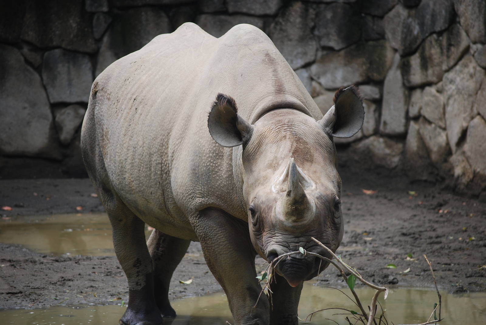 Black rhinoceros (Diceros bicornis)