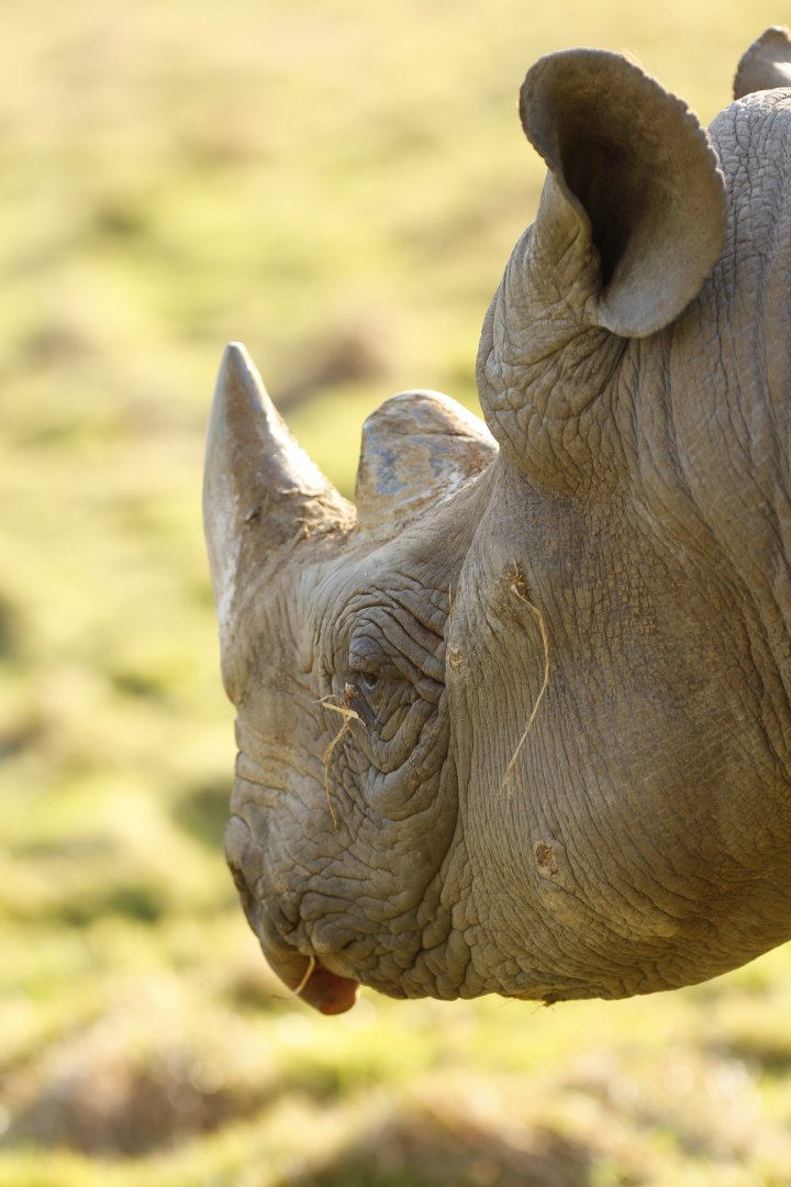 Black rhinoceros (Diceros bicornis)