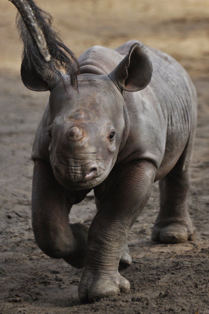 Black rhinoceros (Diceros bicornis)