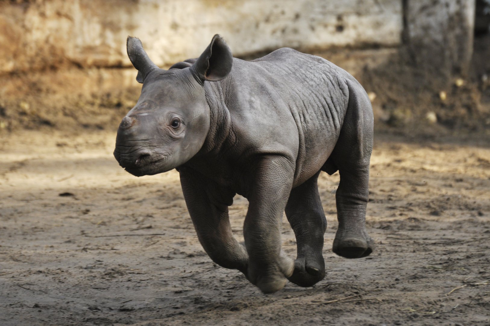 Black rhinoceros (Diceros bicornis)