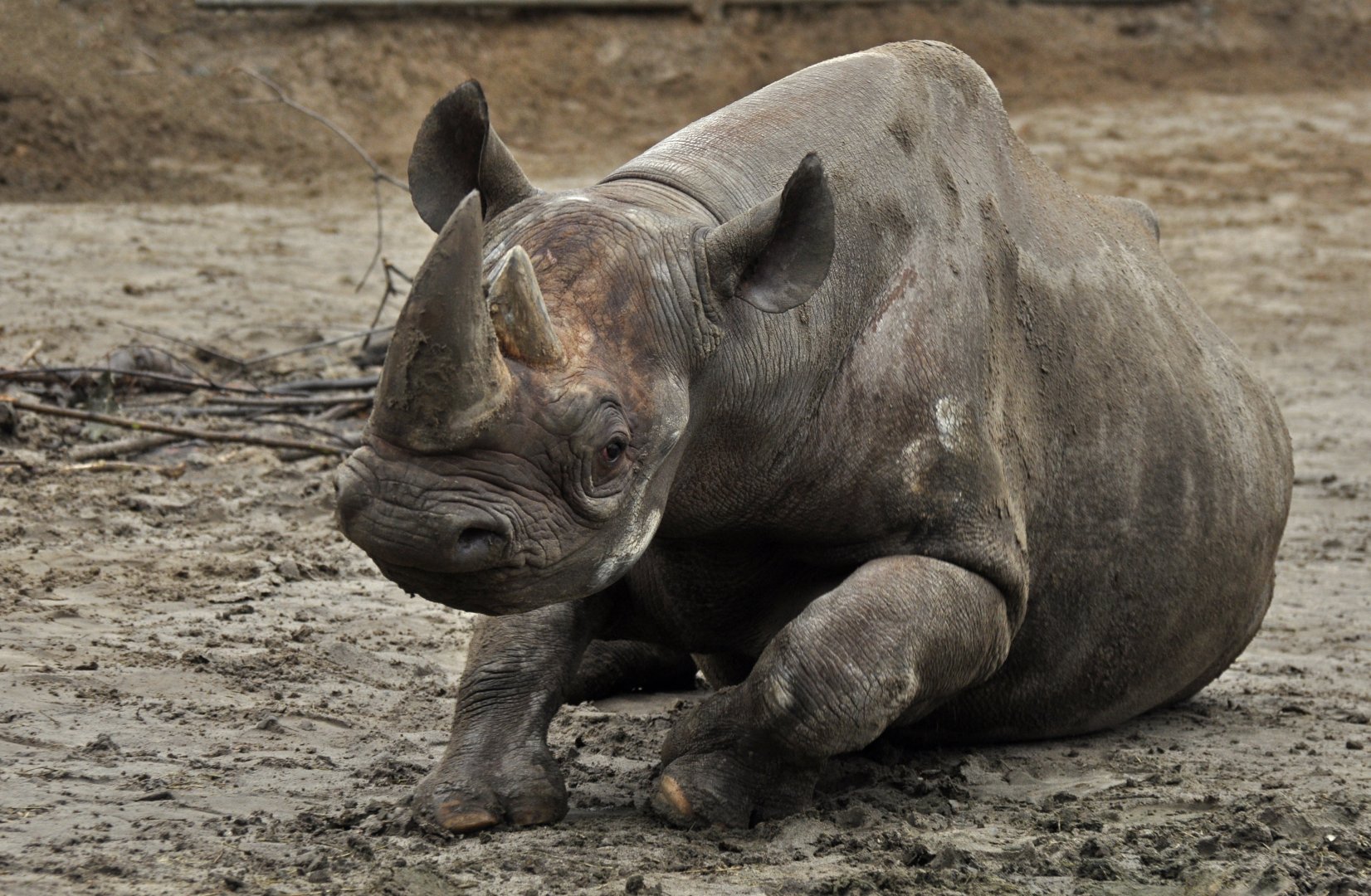 Black rhinoceros (Diceros bicornis)