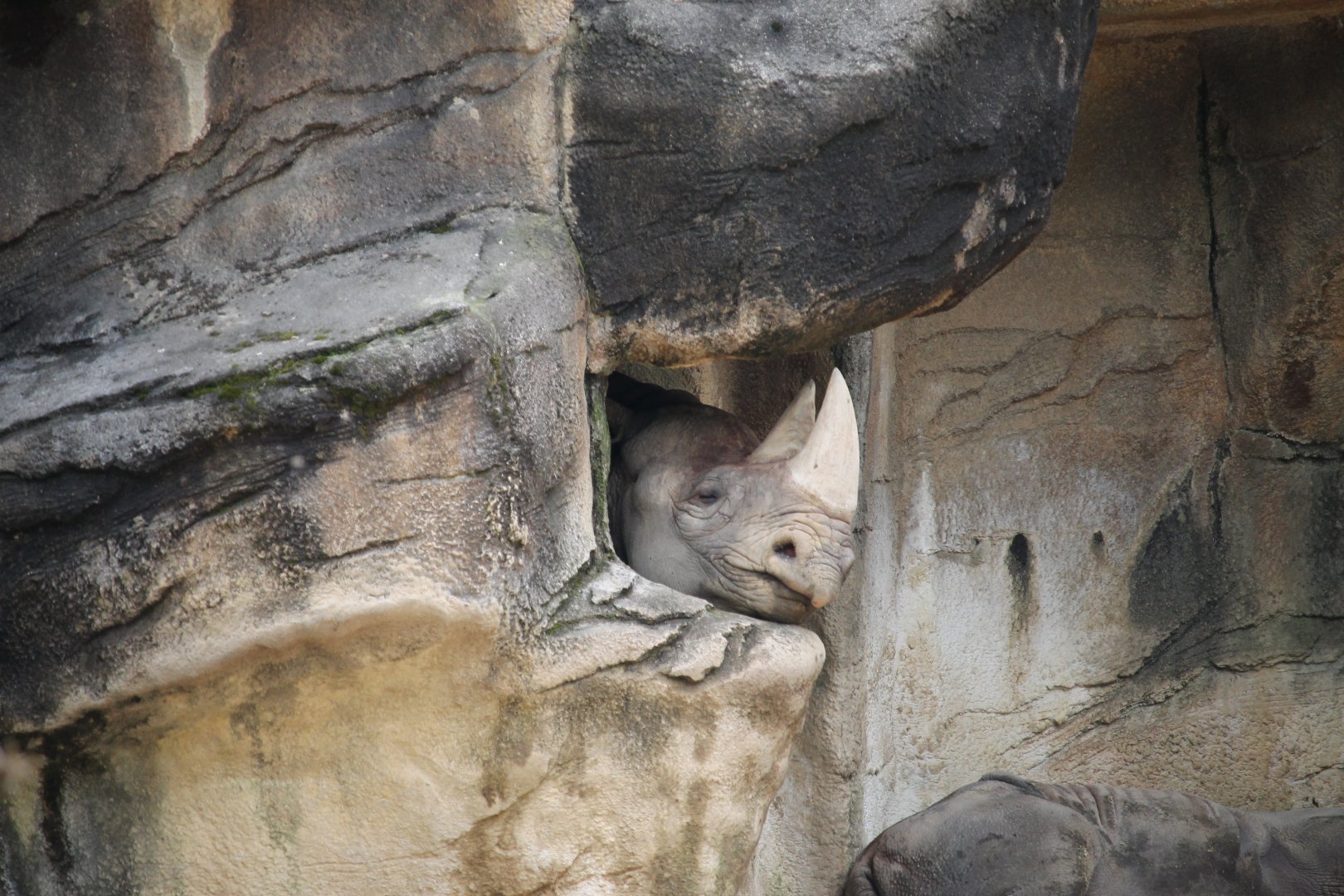Black rhinoceros (Diceros bicornis)