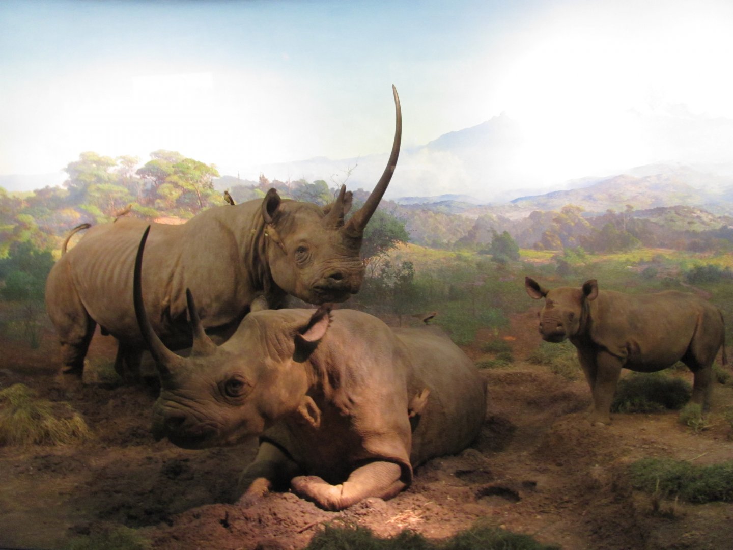 Black Rhinoceros Diorama