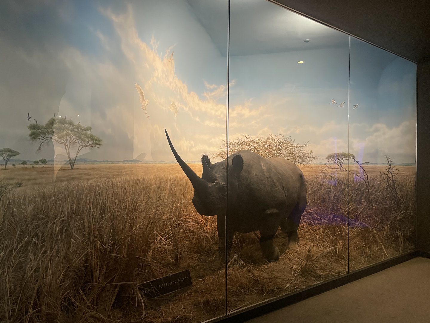 Black Rhinoceros Diorama