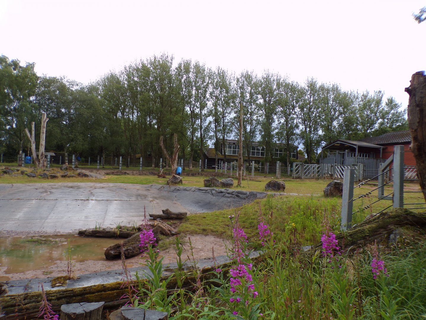 Black rhinoceros enclosure 7.7.24