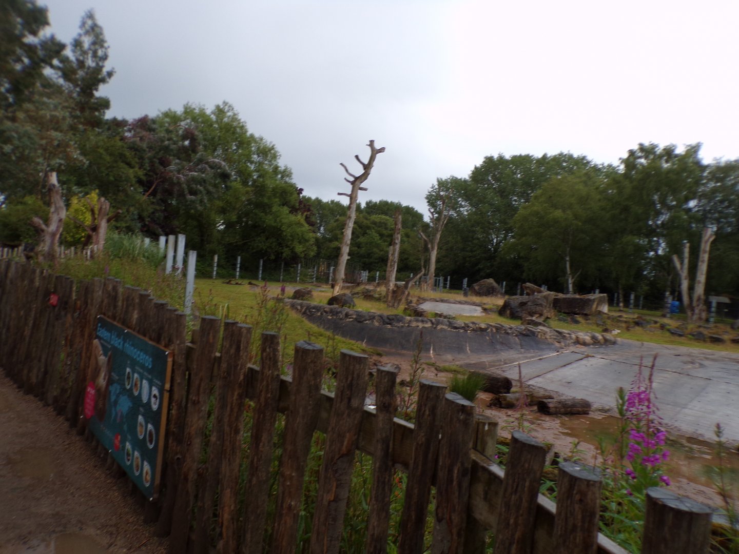 Black rhinoceros enclosure 7.7.24