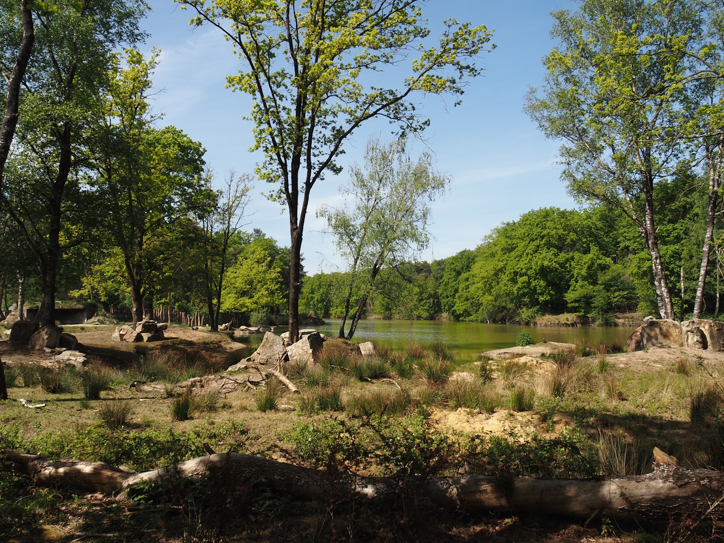 Black rhinoceros exhibit, 2025-04-30