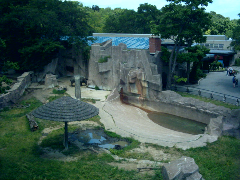 Black Rhinoceros Exhibit Overview